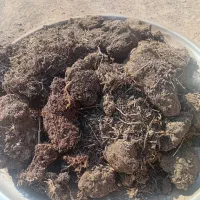 فروش کودچمن طبیعی|خدمات باغبانی و درختکاری|کهنوج, |دیوار