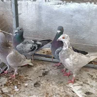 کبوتر نامبر