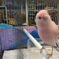 فروش موزایکی نر ریز خون چشم شرابی معاوضه با سهره|پرنده|جویبار, |دیوار