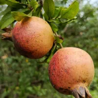 انار محلی ترش و شیرین