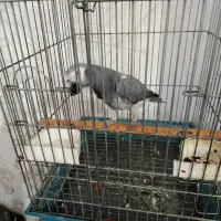 کاسکو سخنگو|پرنده|کارون, |دیوار