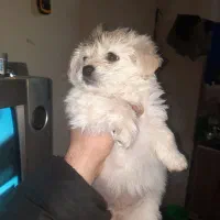 سگ شیتزو دو ماهه ماده|سگ|نوشهر, |دیوار