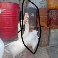 غاز|حیوانات مزرعه|زابل, |دیوار