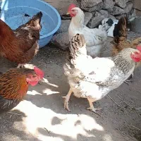 خروس و مرغ و غاز محلی طبیعی|حیوانات مزرعه|مشگین شهر, |دیوار