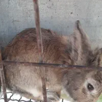 فروش خرگوش های زیبا و باهوش|موش و خرگوش|ری, جوانمرد قصاب|دیوار