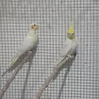 عروس هلندی مولد