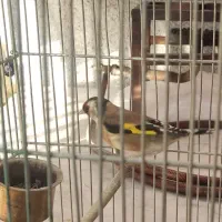 ماده سره بهاره