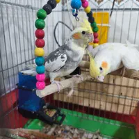 عروس هلندی نر و ماده با تمام وسایل .صالح آباد غربی