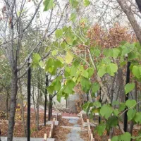 باغ-ویلاکنتوردار-بهترین-لوکیشن-رودهن-مهراباد