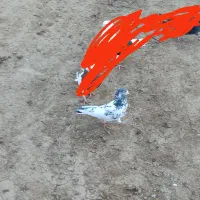 چند عدد کفتر هوا گیر و اویناق