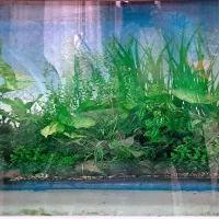 اکواریوم 10 میل