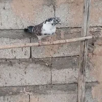 کبوتر