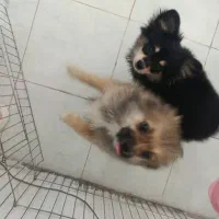 پامر|سگ|رشت, رودبارتان|دیوار