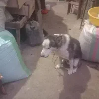 واگذاری فروش|سگ|احمدسرگوراب, |دیوار