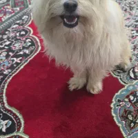 سگ شیتزو بسیار بازیگوش