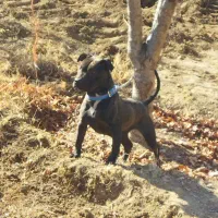 توله سگ پیت بول