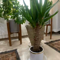 گلدان یوکا بنسای درختچه زینتی مقاوم تنه درختی