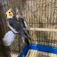 عروس هلندی آهویی