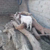 یه کره ماده دم خونه ای