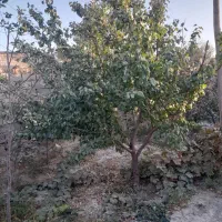 باغ ویلا|فروش خانه و ویلا|چناران, |دیوار