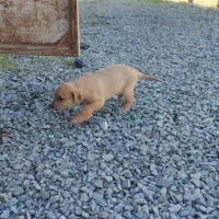 واگذاری توله های گریت دین|سگ|بوکان, |دیوار