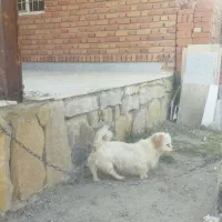 سگ پا کوتاه