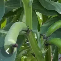 بذر باقلا