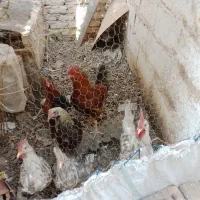 مرغ وخروس محلی