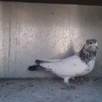 کبوتر نر و ماده|پرنده|تهران, یافت آباد شمالی|دیوار