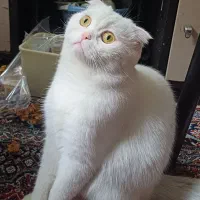 واگزاری گربه اسکاتیش|گربه|زنجان, |دیوار