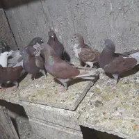 تعدای سرخ و سبز