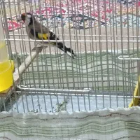 سهره نر|پرنده|خرمآباد, |دیوار