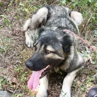 واگذاری سگ سرابی یک سال نیم ماده فی پایین|سگ|املش, |دیوار