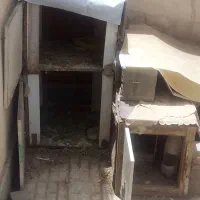 کبوتر
