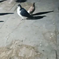 چپ سیاه