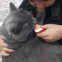 گربه بیریتیش اصیل رنگ بلو