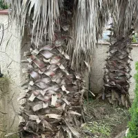 سه عدد درخت پالم بی نظیر|گل و گیاه طبیعی|محمودآباد, |دیوار