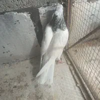 کفتر