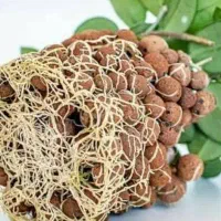 خاک کاکتوس خاک گل و گیاه گلدان لیکا لیکاپون تخصصی