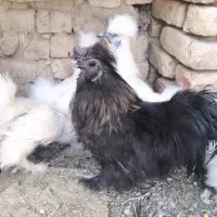 مرغ و خروس ابریشمی گوش آبی پنج انگشت