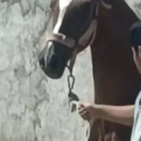 مادیان عرب یکسر