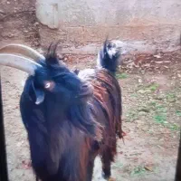 کهره نر|حیوانات مزرعه|بندر کنگان, |دیوار