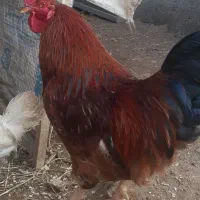 خروس جوان