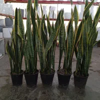 سانسوریا ابلق قدبلند