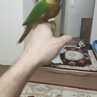 معاوضه گرینجیک سخنگو با قناری بلند  نر