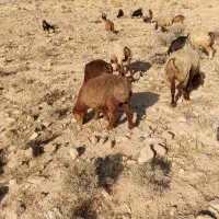 میش|حیوانات مزرعه|فیروزآباد (فارس), |دیوار