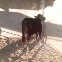 گاو گوساله نر.تلیسه.