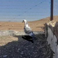 سلام کبوتر|پرنده|تربتحیدریه, پائین ولایت|دیوار