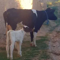 گاو با گوساله بلژیکی شکم دوم شیر ۲۲ کیلو