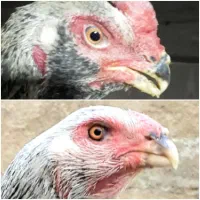 مرغ و خروس لاری .نژاد هندی .اوشامو.افغان